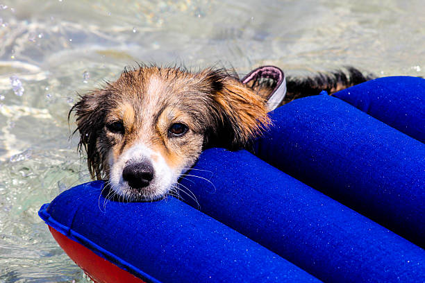 istock Dog resting on an air mattress 480497649