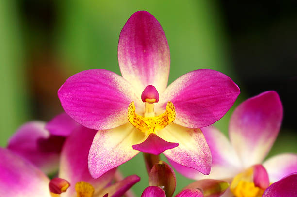 istock ground orchid flowers in the tropical rain forest 480498097