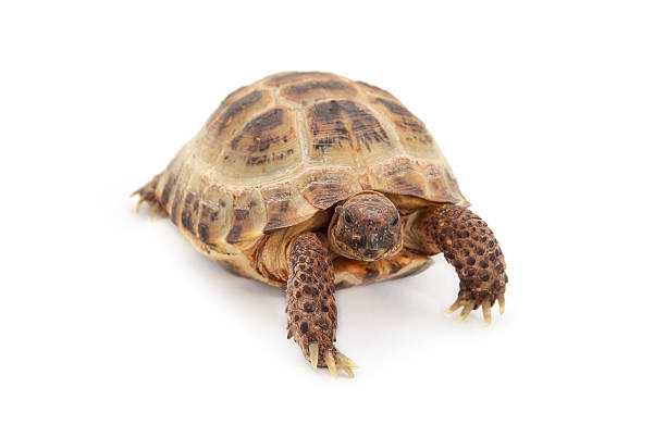 istock Russian Asian tortoise over white 480499711