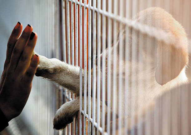 dogs people connection adoption Human hand is touching a cute little doggie paw through a fence of a adoption centre. pet adoption photos stock pictures, royalty-free photos & images