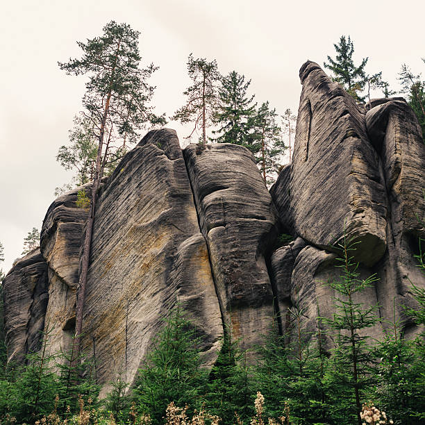 Sandstone rocks and fir trees in The Rock City Adršpach (Bohemia, Czech Republic).