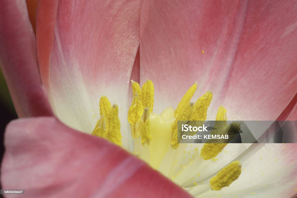 Tulipano Rosa interni - Foto stock royalty-free di Ambientazione interna