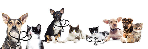 istock Puppy and kitten vet 480500726