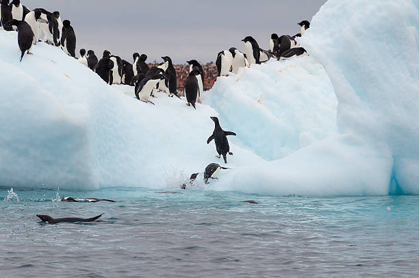 istock Adult adele penguins grouped on iceberg 480501381