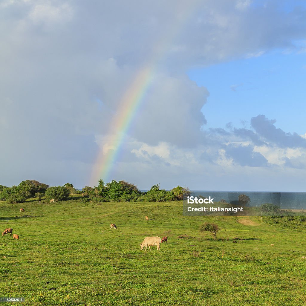 Rainbow over meadow and sea with grazing cow Rainbow over meadow and sea with grazing cows in Guadeloupe.Sea in the background. Agricultural Field Stock Photo