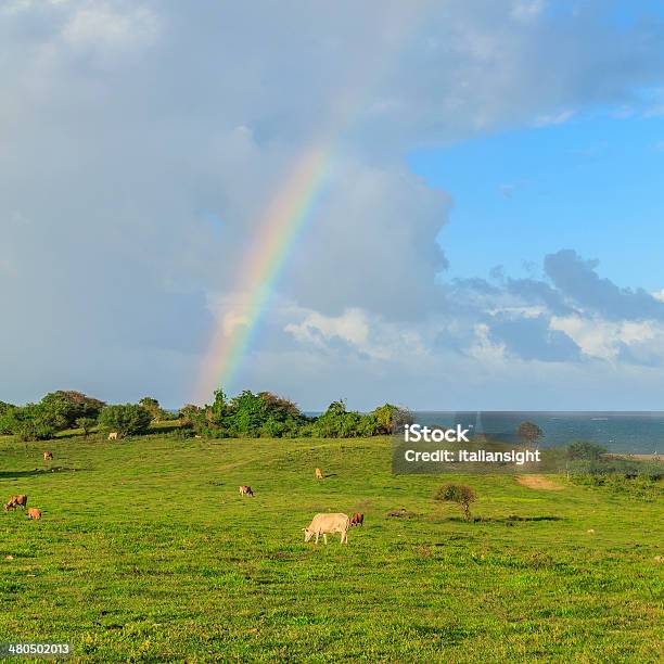 Rainbow Over Meadow And Sea With Grazing Cow Stock Photo - Download Image Now - Agricultural Field, Cow, Rainbow