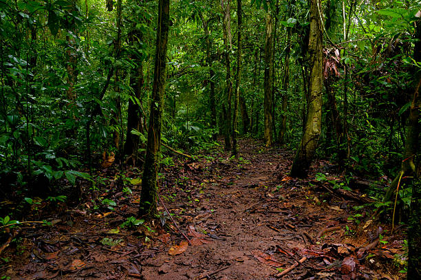 Beautiful trail in the jungle of Yasuni Ecuador Beautiful trail in the jungle of Yasuni Ecuador tarutao stock pictures, royalty-free photos & images