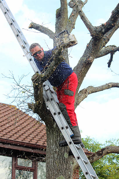 istock Image of tree surgeon using one-handed chainsaw to prune branches 480503942