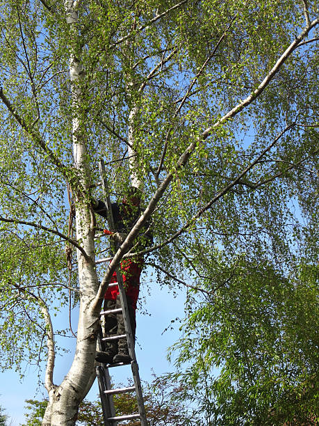 istock Image of tree surgeon on ladder, pruning silver birch branches 480503946