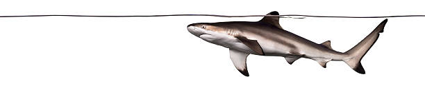 istock Blacktip reef shark swimming at the water surface 480503953