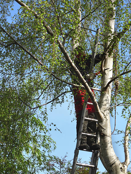 istock Image of tree surgeon on ladder, pruning branches with saw 480503954