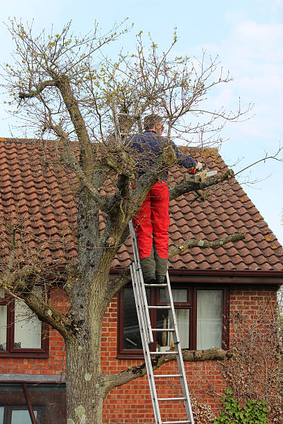 istock Image of oak tree being pruned by tree-surgeon, next-to house 480503992