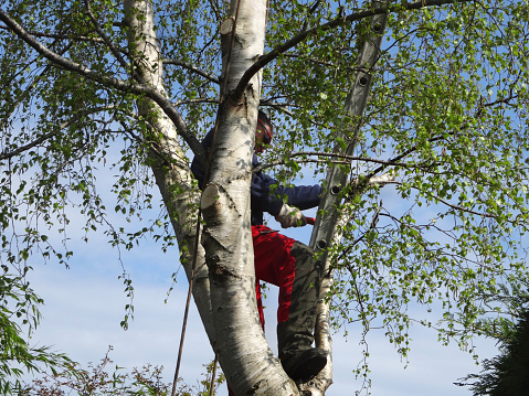 Image of tree surgeon climbing up silver birch, sawing branches