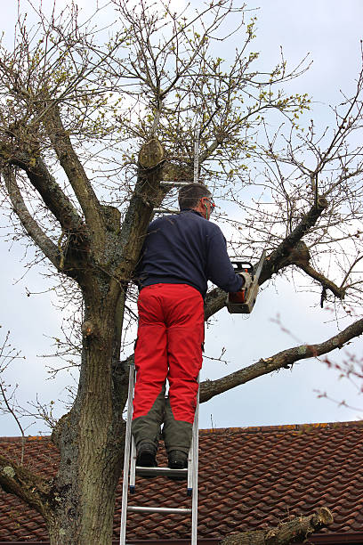 istock Image of tree surgeon using solo one-handed chainsaw, cutting branches 480504006