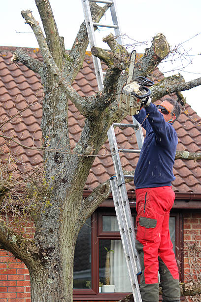 istock Image of tree surgeon on ladder, looking unsafe with chainsaw 480504012