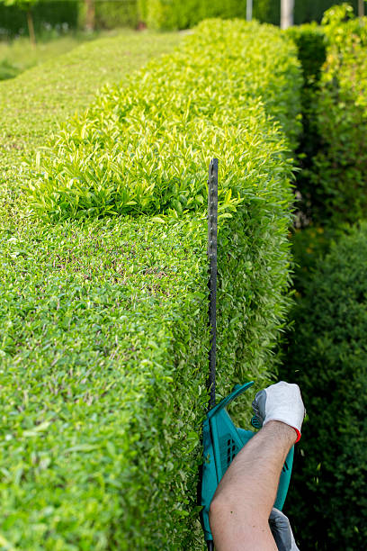 Serra Elétrica - fotografia de stock