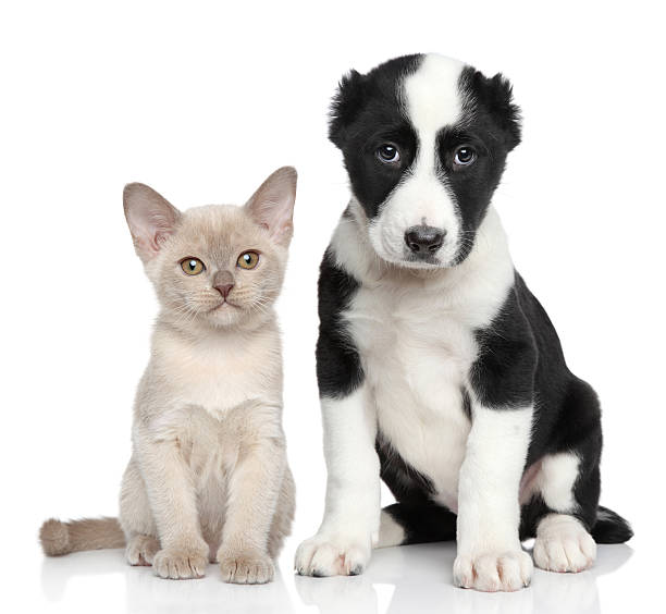 istock Kitten and puppy together 480506911