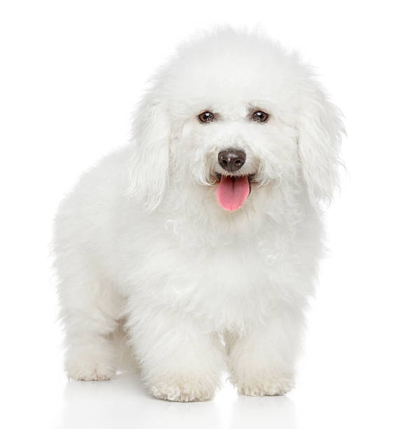 istock Bichon Frieze dog portrait 480507257