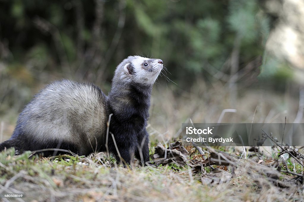 Polecat Wild polecat in forest Animal Stock Photo