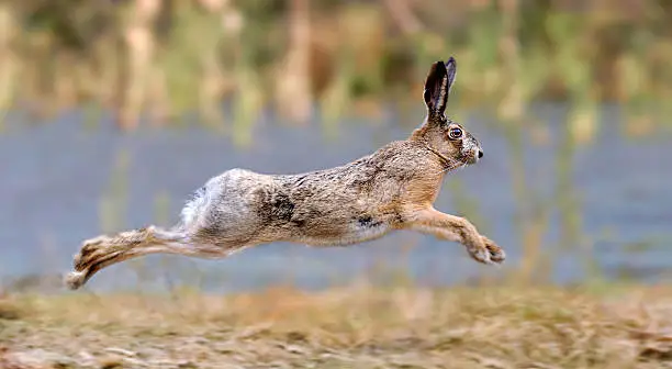 Photo of Hare