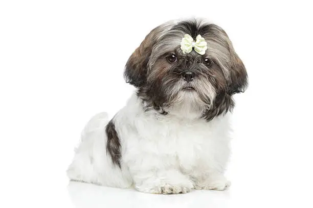 Photo of Shitzu puppy portrait on white background