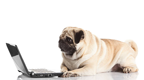 istock Pug Dog with laptop. 480508875