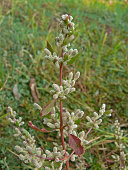 mountain-knoten-gras-aerva-lanata.jpg?b=1&s=170x170&k=20&c=POno5QpobT0VAfkfEZm59lZKbuRvpnsG--DoH-FdqUE=