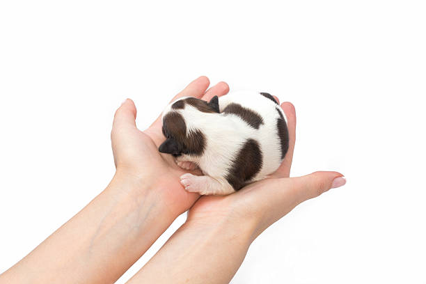 istock Little white shih tzu puppy sleeping at the human hands 480510938