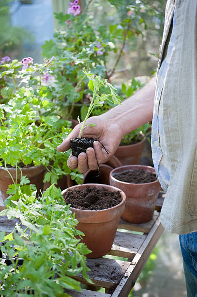 istock Senior Man Holding Sapling In Greenhouse 480512733