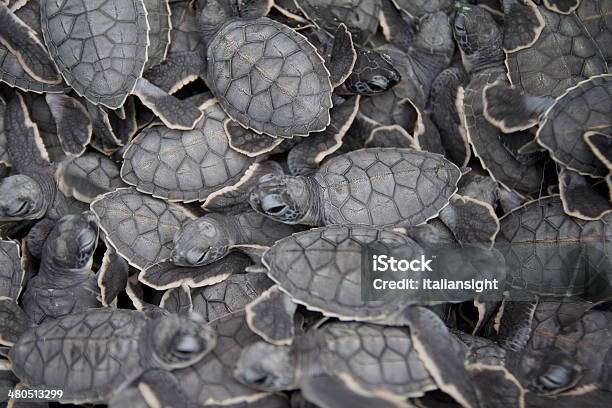 Newly Hatched Turtles Stock Photo - Download Image Now - Green Turtle, Turtle, Sea Turtle