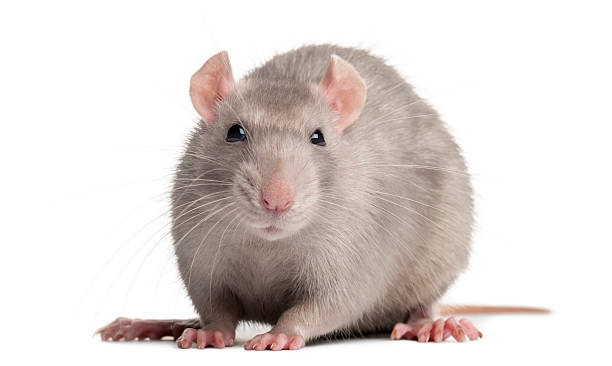 istock Domestic rat, looking at the camera, isolated on white 480513899