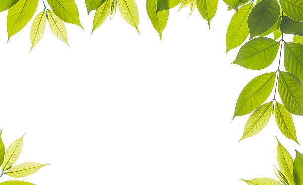 istock isolated branch of green young leave on white background 480515186