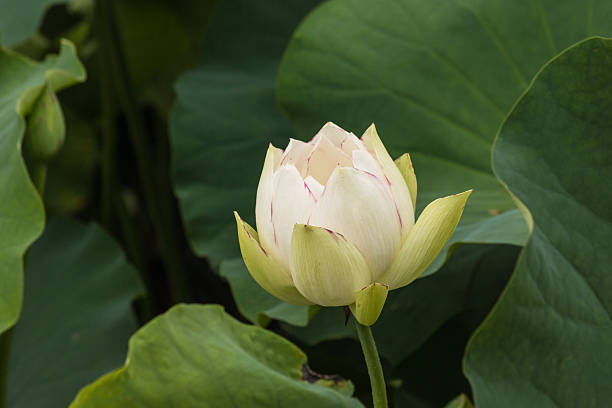 istock close up of white lotus bud 480515300