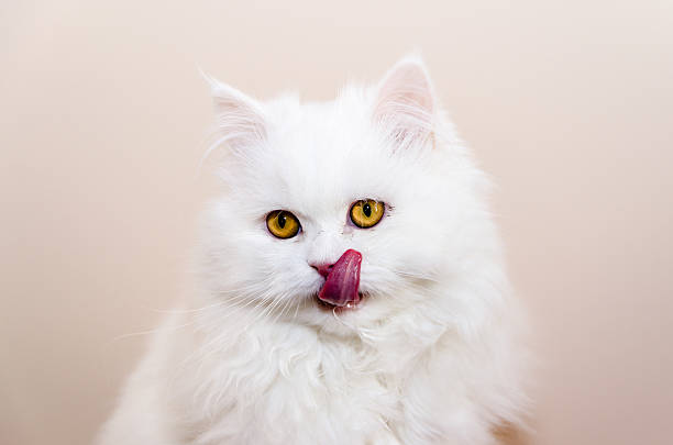 gato lengua. cat licks her lips stock photo