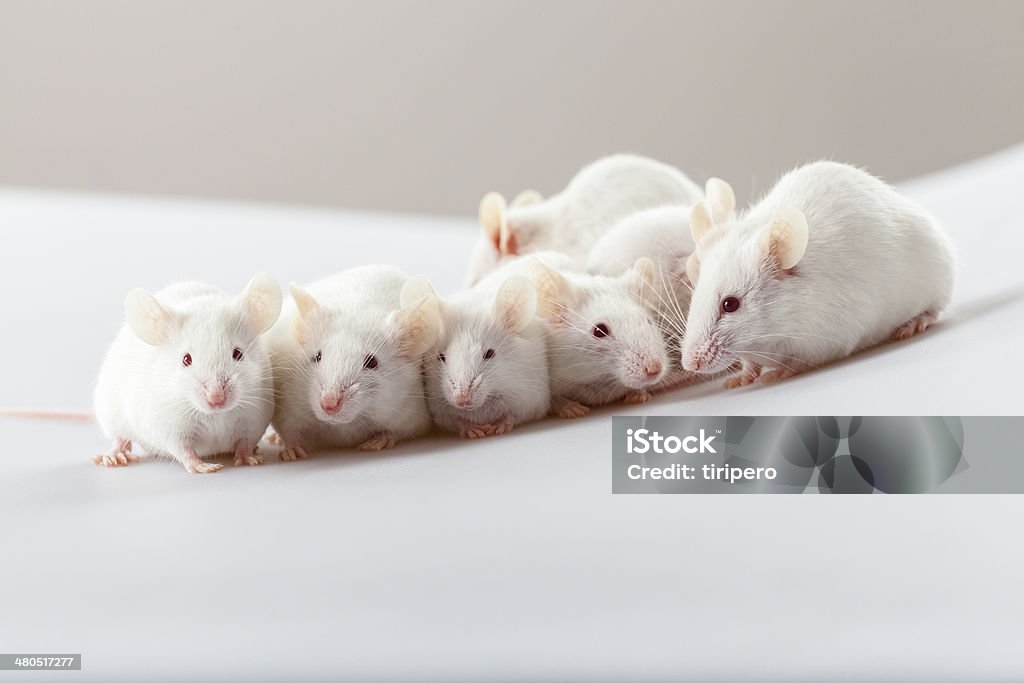 Albino mouse playing Mouse - Animal Stock Photo