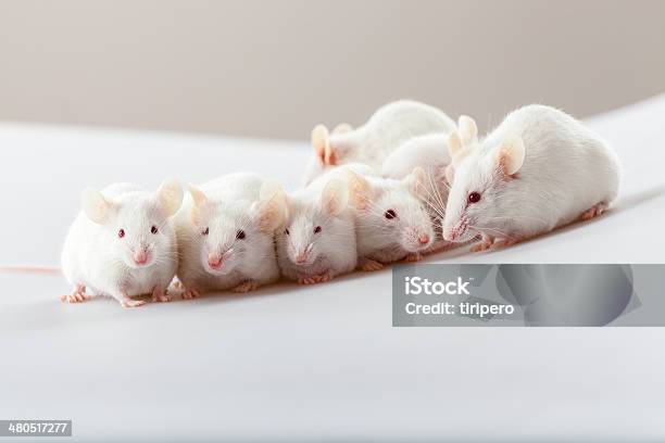 Albino Mouse Playing Stock Photo - Download Image Now - Mouse - Animal, Laboratory, Group Of Animals
