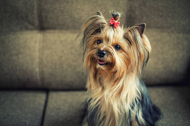 training of dogs stock photo