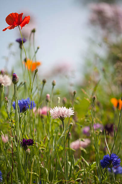 colorful wild flowers in spring stock photo