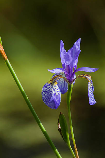 Siberian Iris clos-up stock photo