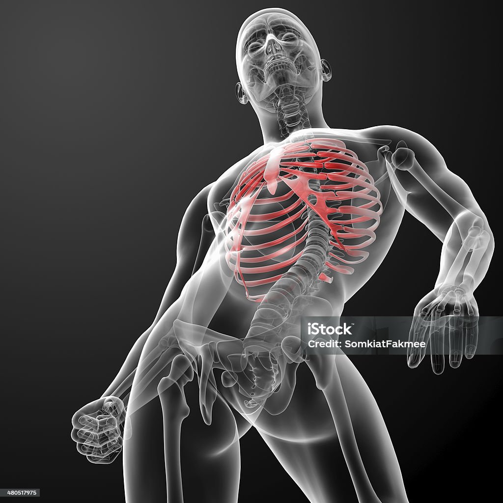 3d render illustration of the rib cage 3d render illustration of the rib cage - bottom view Anatomy Stock Photo