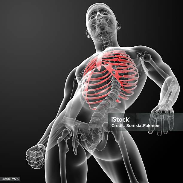 3d Render Illustration Of The Rib Cage Stock Photo - Download Image Now - Anatomy, At The Edge Of, Backache