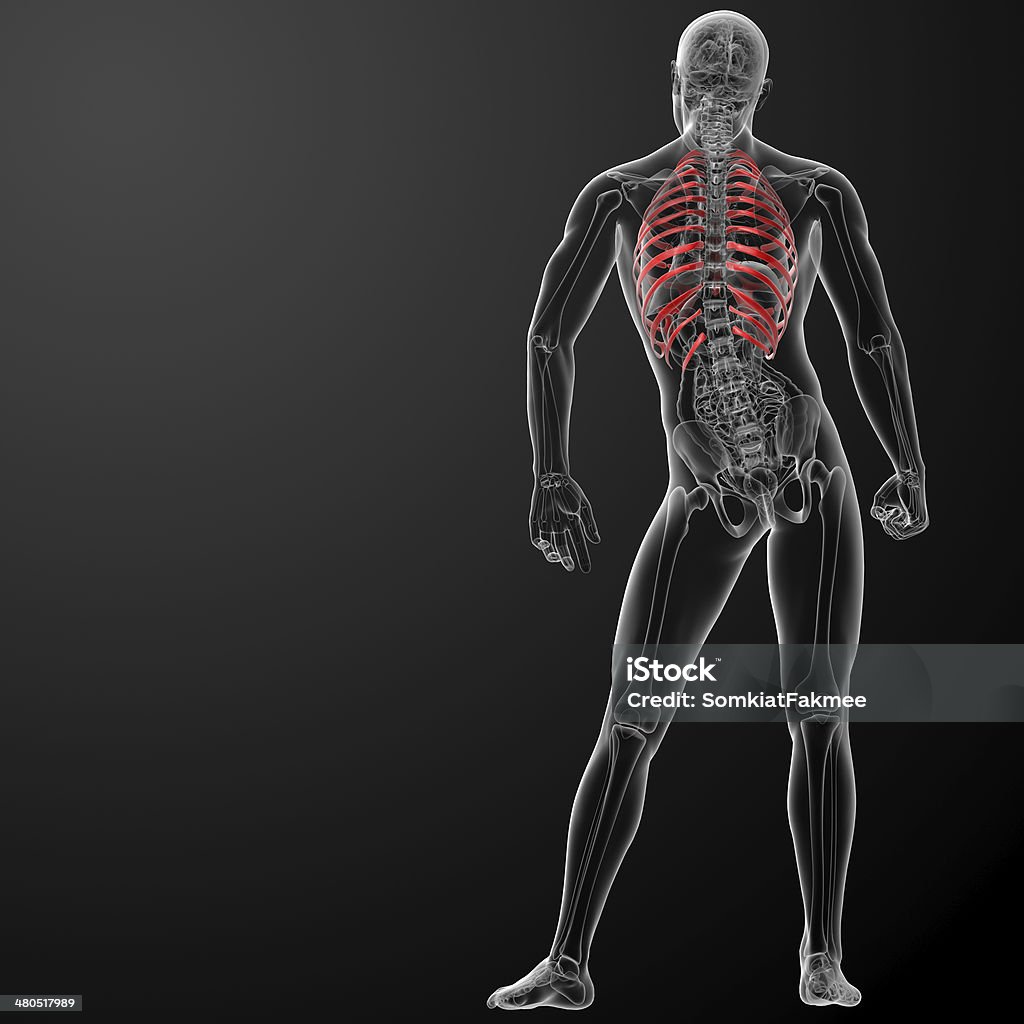 3 d render ilustração do tórax - Foto de stock de Anatomia royalty-free