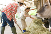 牛小屋で牛に干し草を供給する親と子供