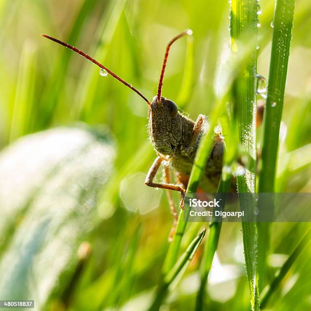 Locust Stock Photo - Download Image Now - Animal, Animal Antenna, Animal Body Part