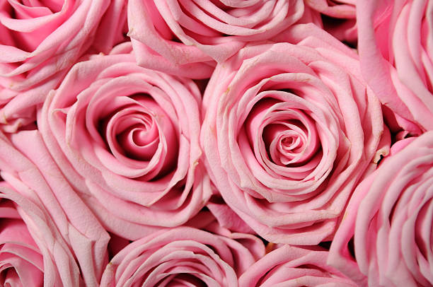 istock Full frame background of pink-roses 480518889