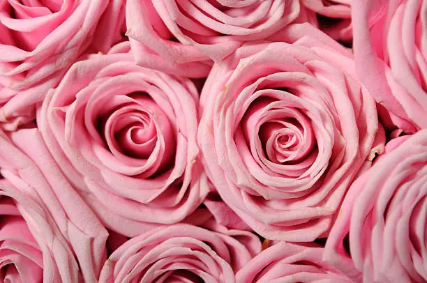 Full frame background of pink-roses.