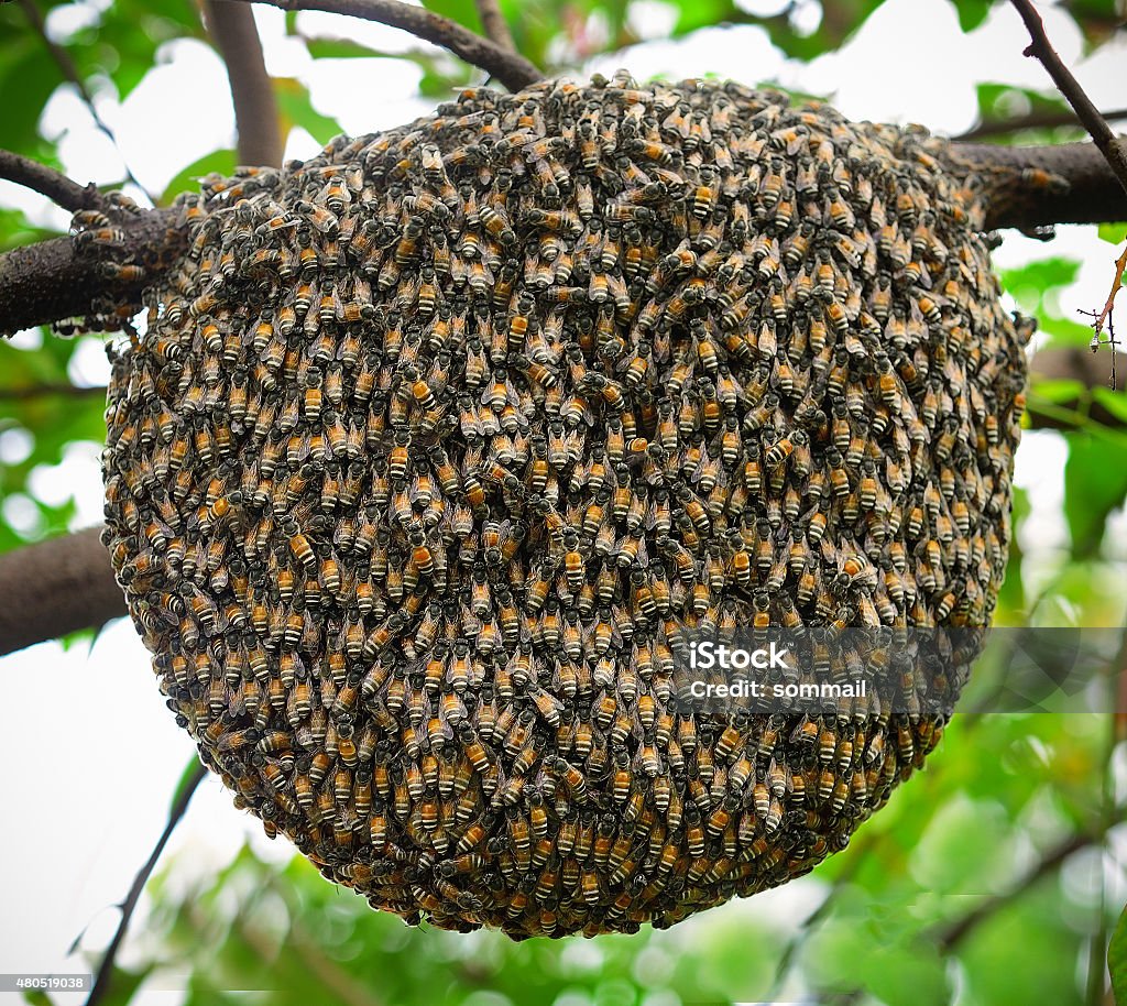 Big swarm bee on tree Bee Stock Photo