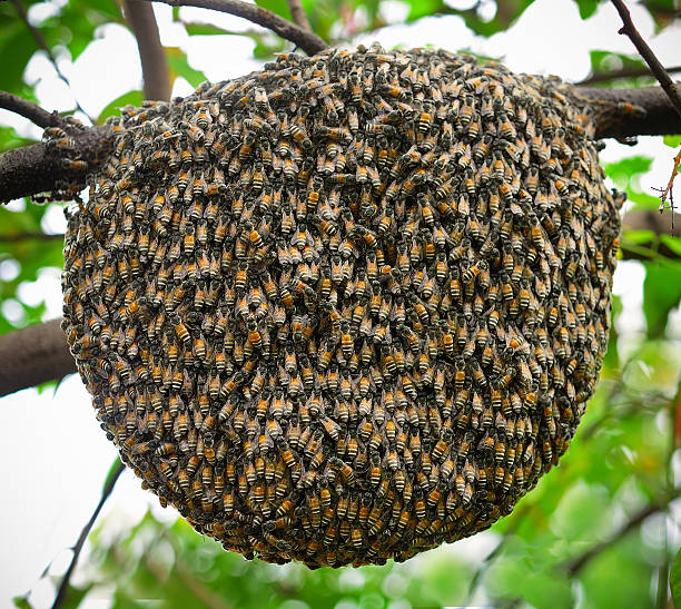 big swarm pszczoła na drzewo - swarm of bees zdjęcia i obrazy z banku zdjęć