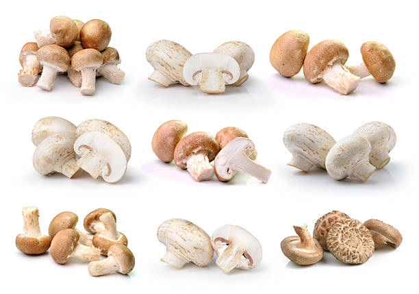 istock champignon mushroom  and Shiitake mushroom isolated on white ba 480519040
