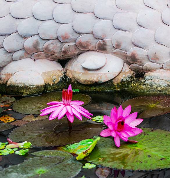 istock water lily lotus flower and leaves 480519746